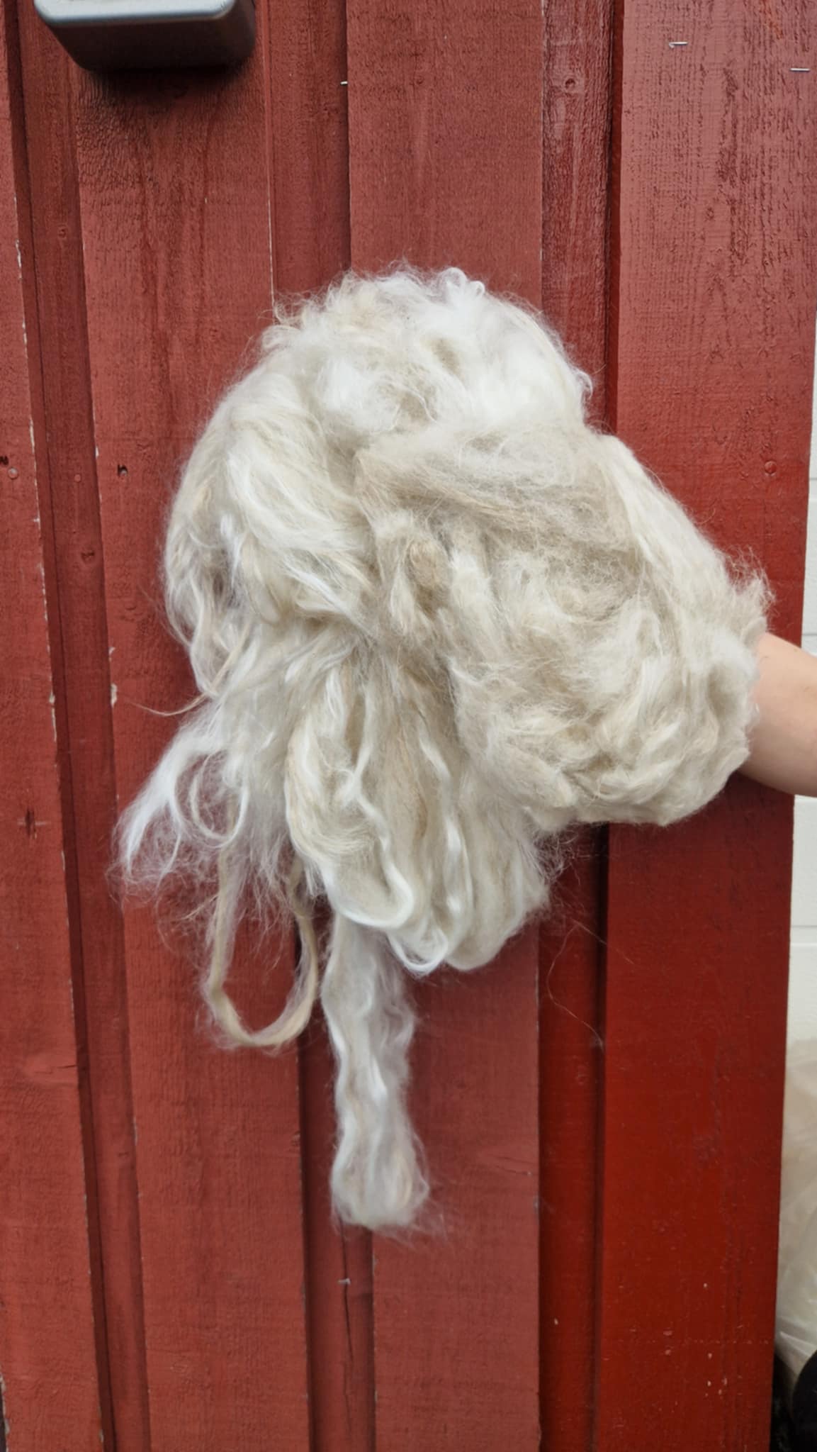 Spinnefiber med lammeull og silke