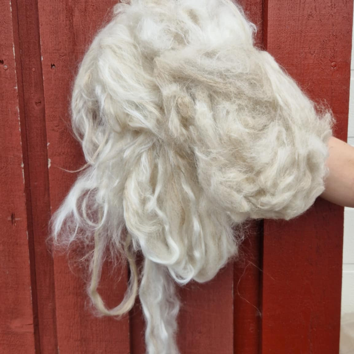 Spinnefiber med lammeull og silke